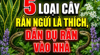 5 loại cây rắn ngửi là thích, dẫn dụ rắn vào nhà
