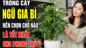 Trồng cây Ngũ Gia Bì nên chọn chỗ nào là tốt nhất cho phong thủy?