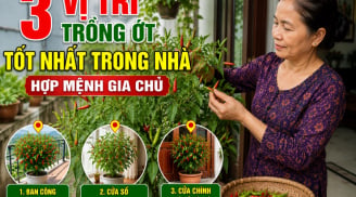 3 vị trí trồng ớt tốt nhất trong nhà, hợp mệnh gia chủ