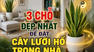 3 chỗ đẹp nhất để đặt cây lưỡi hổ trong nhà