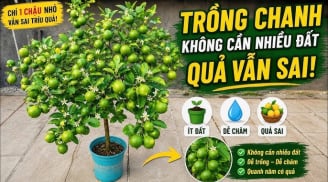 Mẹo trồng chanh sai trĩu quả, mọng nước