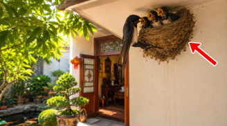 5 vật vào nhà làm tổ báo hiệu phong thuỷ rất vượng