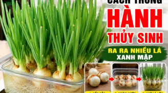 Cách trồng hành thuỷ sinh ra ra nhiều lá xanh mập