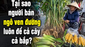 Tại sao người bán ngô ven đường luôn để cả cây cả bắp?