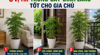 3 vị trí trồng cây đinh lăng tốt cho gia chủ