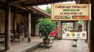 2 mệnh này trồng cây Ngũ Gia Bì cả nhà được lợi