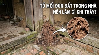 Nên làm gì khi thấy tổ mối đùn đất trong nhà?