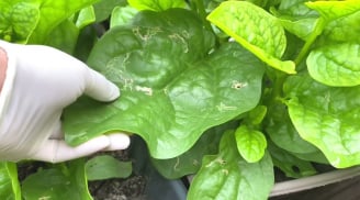 Cách trồng mồng tơi lớn nhanh như thổi, ngọn mập mạp