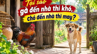 Tại sao gà đến nhà thì khó, chó đến nhà thì may?
