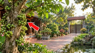 3 vị trí trồng cây sung hút tài lộc vào nhà: Là chỗ nào?