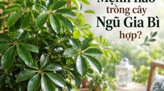 Mệnh nào trồng cây Ngũ Gia Bì hợp?