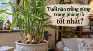 Tuổi nào trồng gừng trong phòng là tốt nhất?