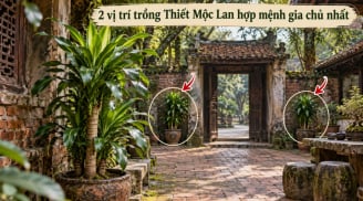 2 vị trí trồng Thiết Mộc Lan hợp mệnh gia chủ nhất