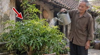 2 vị trí trồng Đinh Lăng tốt nhất