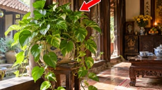 3 vị trí trồng cây Trầu Bà tốt nhất