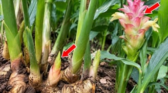 Cách trồng gừng đẻ nhiều mầm, sớm ra hoa