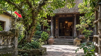 2 tuổi hợp trồng cây Sung trước cửa