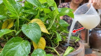 Trầu bà bị vàng rụng lá, thêm thứ này vào chồi mới ra xanh mỡ màng