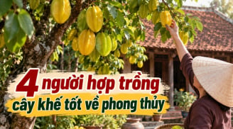 4 người hợp trồng cây khế tốt về phong thủy