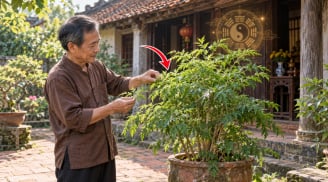 3 vị trí trồng cây Đinh Lăng càng tăng Phúc - Lộc