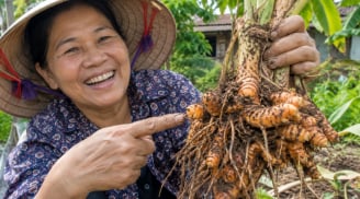 Cách trồng nghệ củ cái to chắc, đẻ nhiều nhánh con