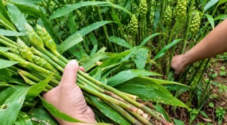 Cách trồng gừng ra hoa, đẻ nhánh quanh năm