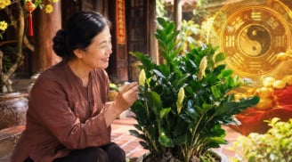 Nhà có loại cây này nở hoa báo Tiền to sắp đổ về