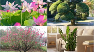 Bốc chọn 1 loài cây bạn ấn tượng nhất
