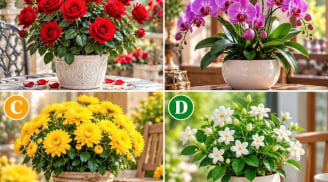 Hãy chọn một chậu hoa mà bạn thích nhất?