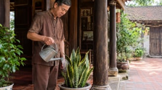 4 tuổi Hợp Duyên trồng cây lưỡi hổ, Tiền cứ thế theo về