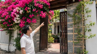 Cách trồng hoa giấy nhanh nảy mầm, hoa nở thành chùm