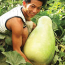 Quả bầu khổng lồ 35kg nặng nhất Việt Nam