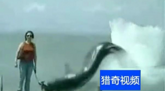 Video: Thủy quái nuốt chửng chó đi dạo gây chấn động dân mạng