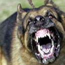 Lào Cai: Xuất hiện 22 con chó lạ tấn công người điên cuồng