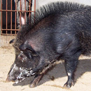 Mãnh thú lợn rừng bị giết thịt trả thù cho 20 con chó nhà?