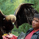 Nghề săn đại bàng đặc biệt ở Mông Cổ