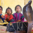 Chuyện về tục thôi miên rắn lạ lùng ở Ấn Độ