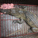 Cận cảnh cá sấu nặng 12kg bắt được trong mương nước Hà Nội