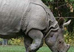 Tuyệt chủng Tê giác một sừng ở Việt Nam – Mọi người đều có lỗi?