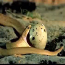 Bạn có biết rắn ăn trứng như thế nào ?