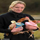Người phụ nữ đan áo len sặc sỡ cho hàng ngàn con gà tránh rét