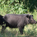Quảng Bình: Lợn rừng thoát bẫy cắn đứt gân 2 người