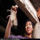 Đặc sản thịt chuột Việt Nam trên báo nước ngoài