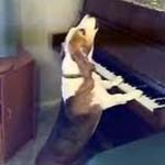 Chó chơi piano và hát như ca sĩ