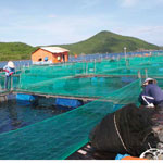 Người TQ nuôi cá ở Cam Ranh:Có tiêu cực khi cấp phép?