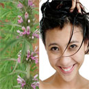 Sạch gàu và giảm rụng tóc chỉ với cây cỏ quanh nhà