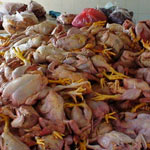 Thu giữ gần 2 tấn gà bẩn vào chợ tiêu thụ