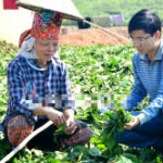 Quảng Ninh: Ồ ạt chặt cây rừng lấy lá bán cho TQ