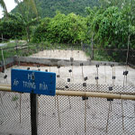Lực lượng đỡ đẻ cho rùa ở Côn Đảo
