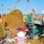 Giá  gạo xuất khẩu Việt Nam thua Thái Lan 150 USD/tấn